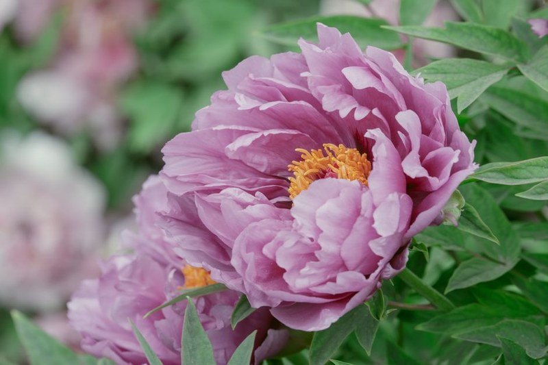 Peony Silk Wrap Bouquet