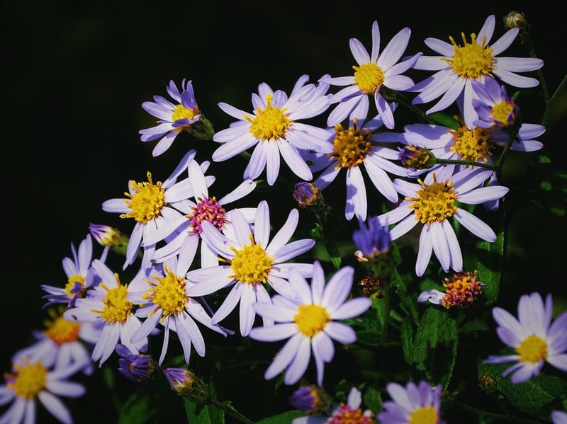 Seasonal Wildflower Arrangement