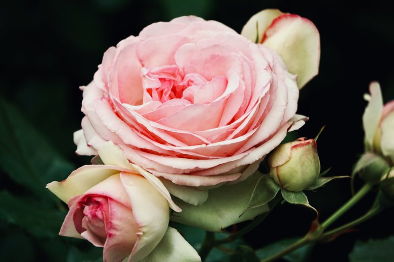 Single Stem Gift Rose