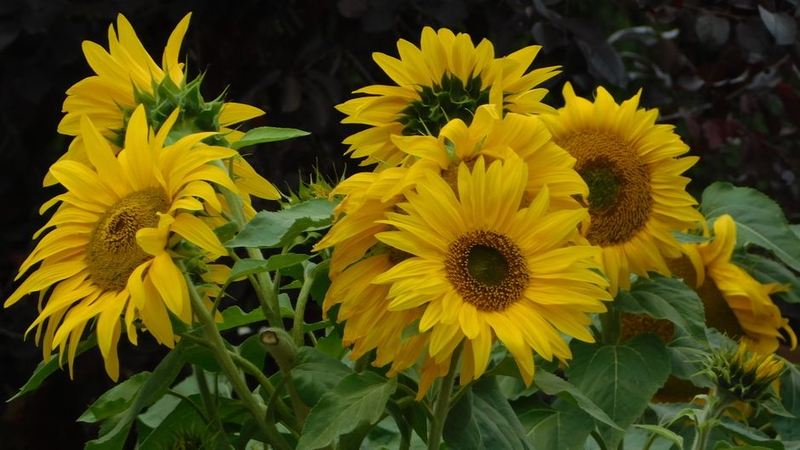 Sunflower Charm Basket
