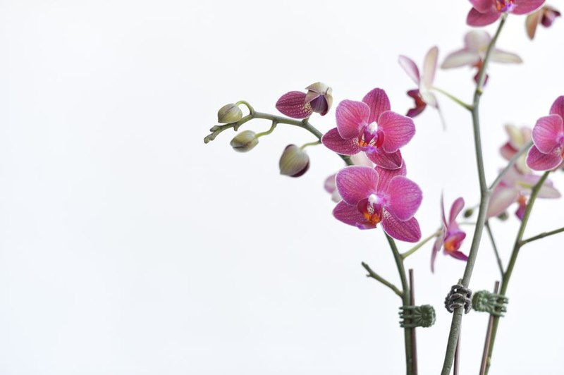 White Orchid Gift Box